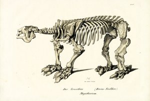 Giant Ground Sloth